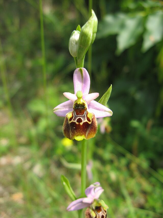 Ophrys fuciflora