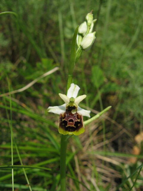 Ophrys fuciflora