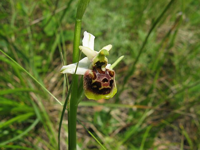 Ophrys fuciflora