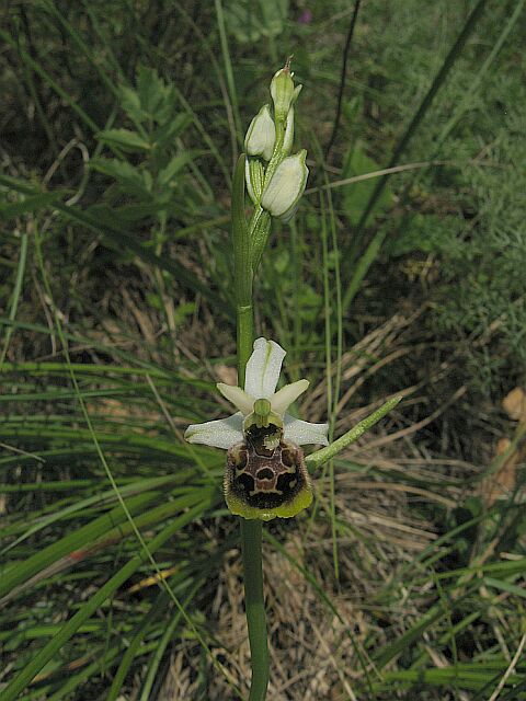 Ophrys fuciflora