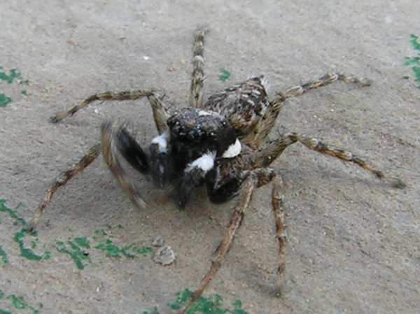 maschio di Menemerus semilimbatus