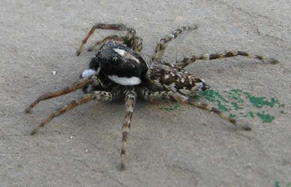 maschio di Menemerus semilimbatus