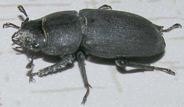 Dorcus parallelepipedus, femmina