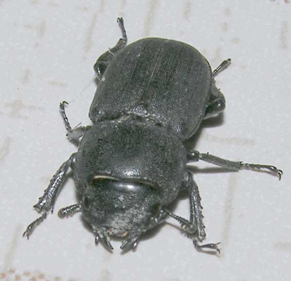 Dorcus parallelepipedus, femmina