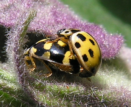 Due allegre coccinelle: Propylaea quatuordecimpunctata