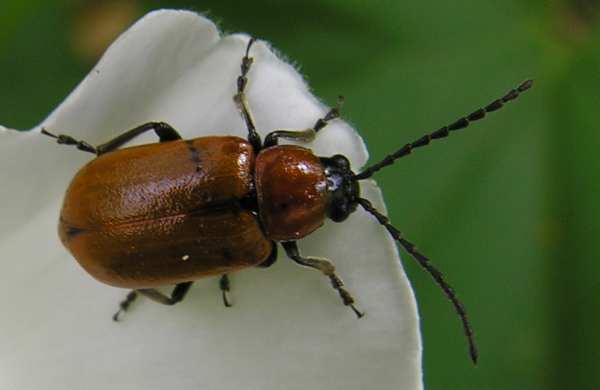 Exosoma lusitanicum