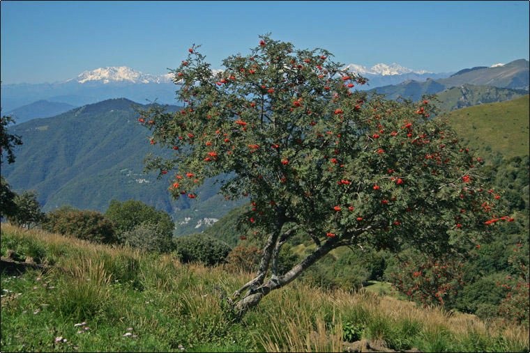 Monte Palanzone e panorama sulle Alpi Centro Occidentali