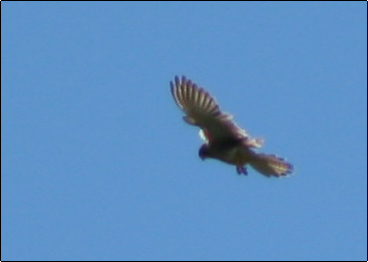 Aquila reale