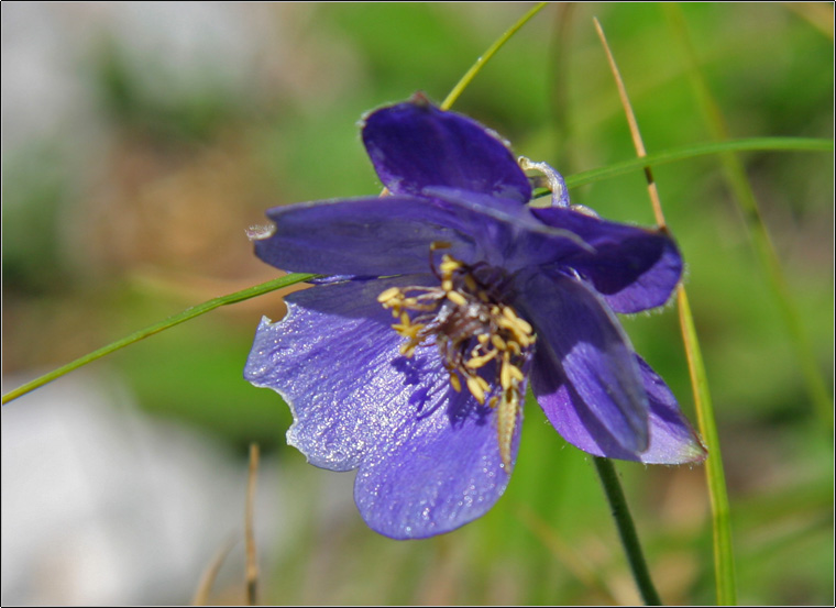 Aquilegia einseleana / Aquilegia di Einsele