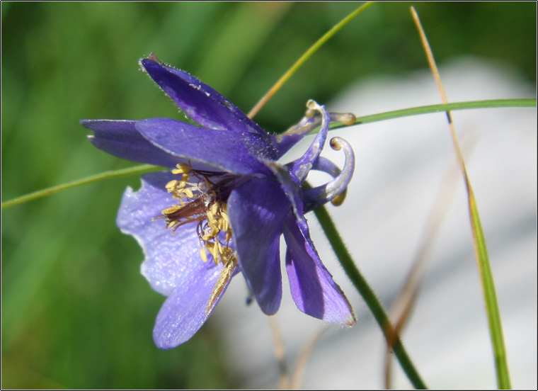 Aquilegia einseleana / Aquilegia di Einsele