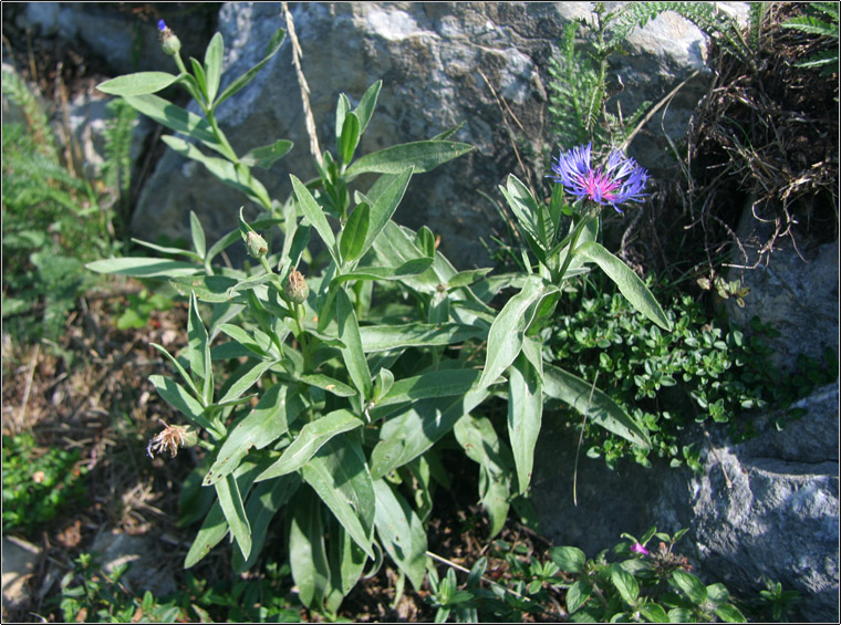Centaurea triumfettii / Fiordaliso di Trionfetti