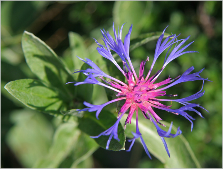 Centaurea triumfettii / Fiordaliso di Trionfetti
