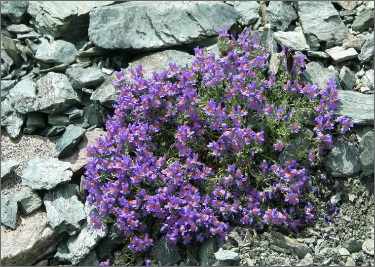 Bocchetta delle Forbici - Gruppo del Bernina