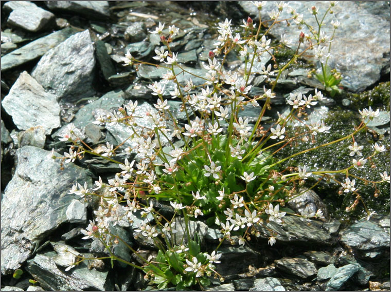 Bocchetta delle Forbici - Gruppo del Bernina