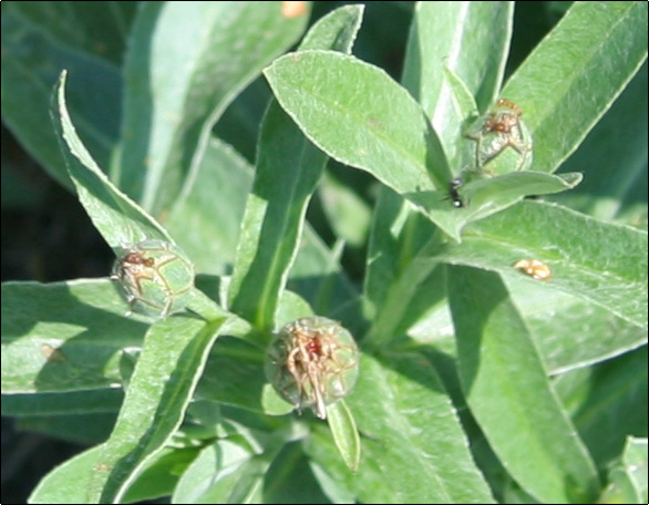Centaurea triumfettii / Fiordaliso di Trionfetti