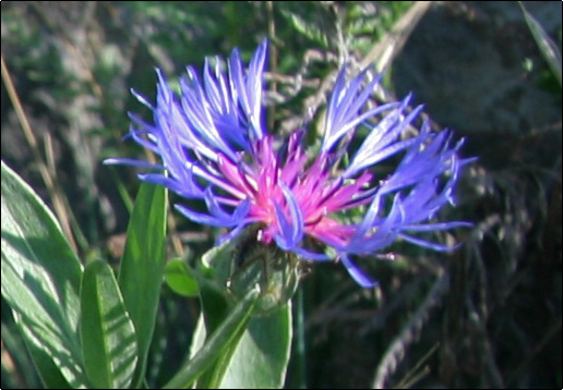 Centaurea triumfettii / Fiordaliso di Trionfetti