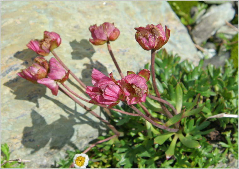 Ranunculus glacialis / Ranuncolo dei ghiacciai