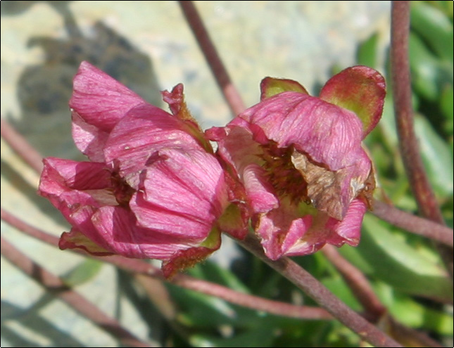 Ranunculus glacialis / Ranuncolo dei ghiacciai