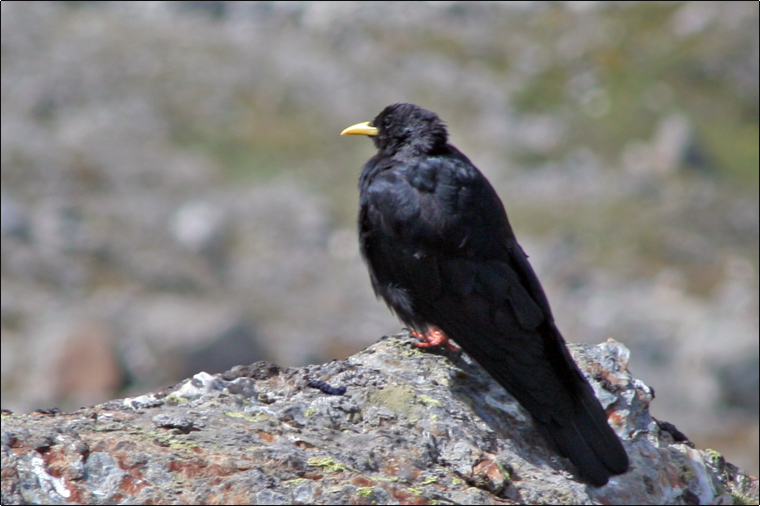 Gracchio alpino - Pyrrhocorax graculus