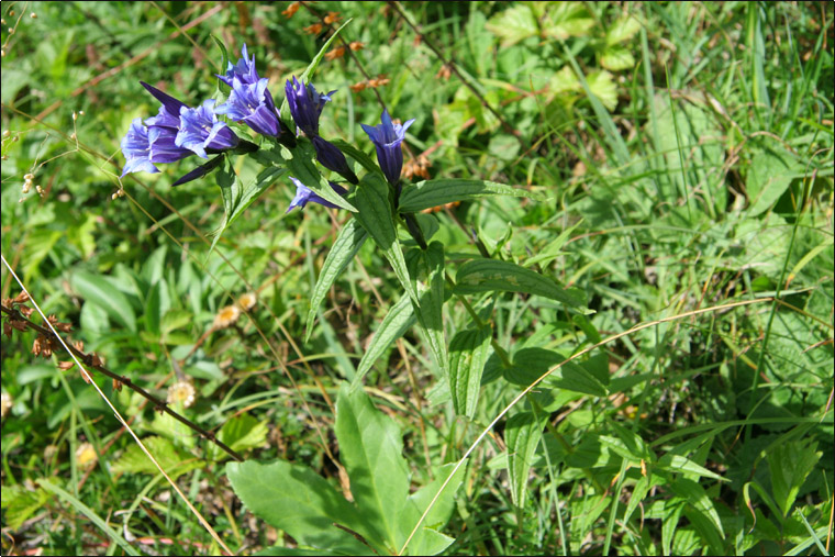 Gentiana asclepiadea / Asclepiade