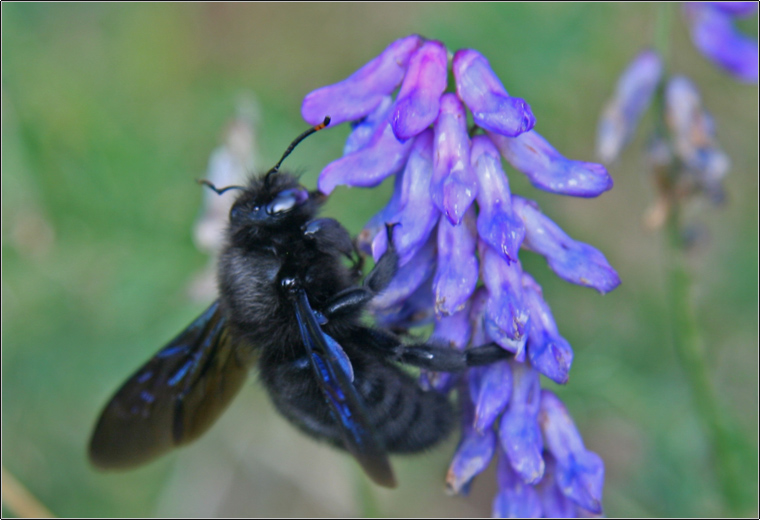 Apidae Xylocopinae: maschio di Xylocopa violacea