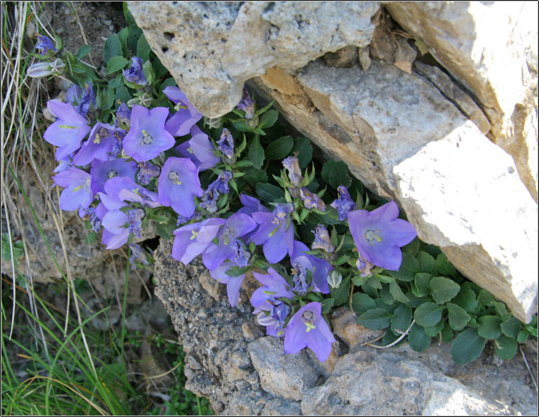 Campanula raineri / Campanula dell''arciduca