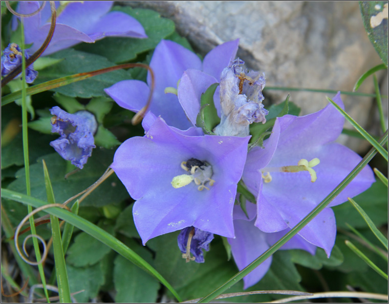 Campanula raineri / Campanula dell''arciduca