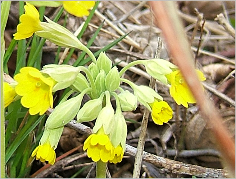 Primula veris / Primula odorosa