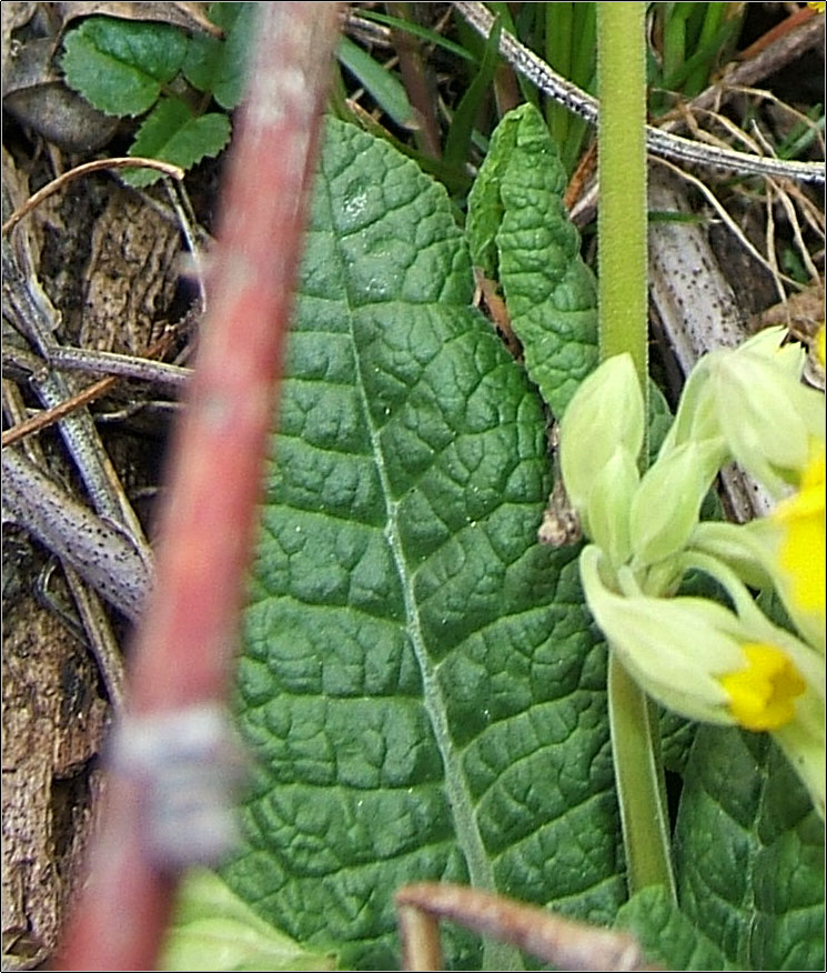 Primula veris / Primula odorosa