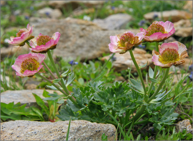 Ranunculus glacialis / Ranuncolo dei ghiacciai