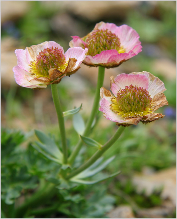 Ranunculus glacialis / Ranuncolo dei ghiacciai