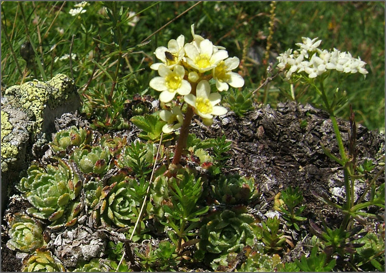 Galium  anisophyllon / Caglio alpino