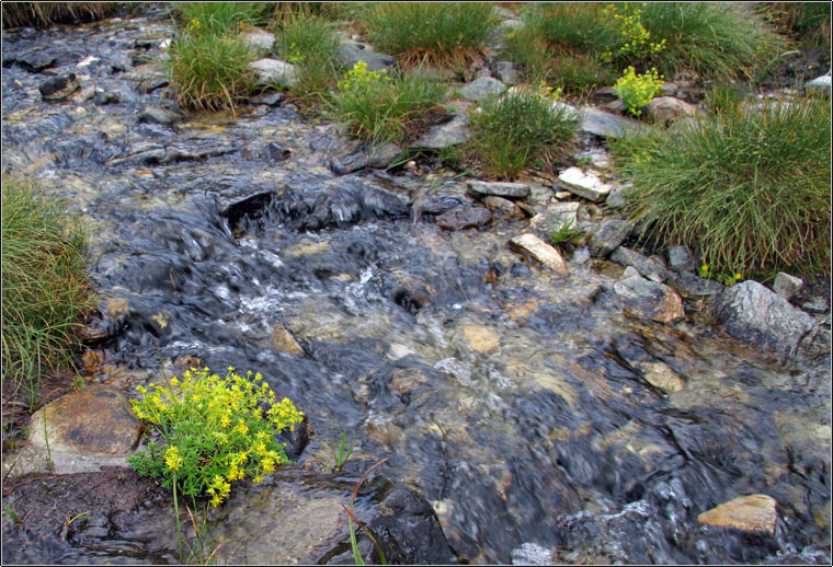 Saxifraga aizoides / Sassifraga gialla