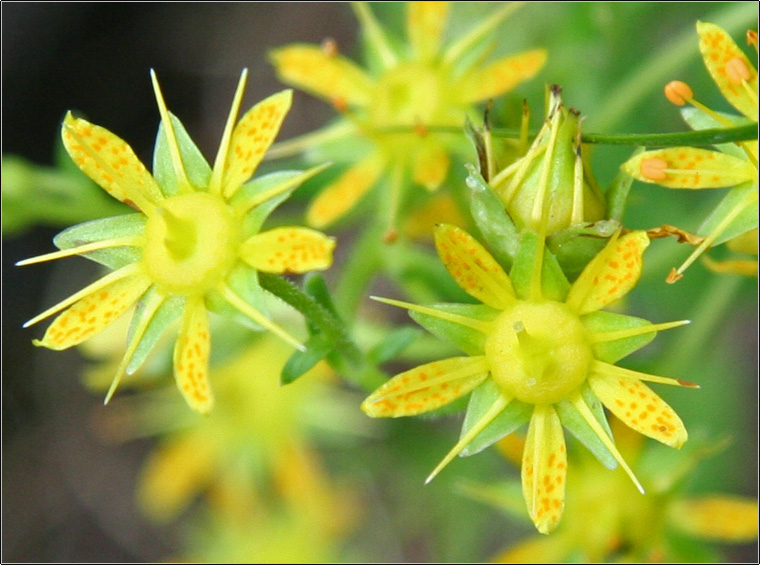 Saxifraga aizoides / Sassifraga gialla