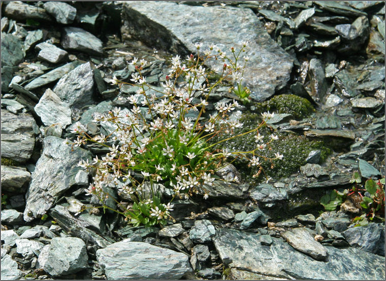 Micranthes engleri (=Saxifraga stellaris) / Sassifraga stellata