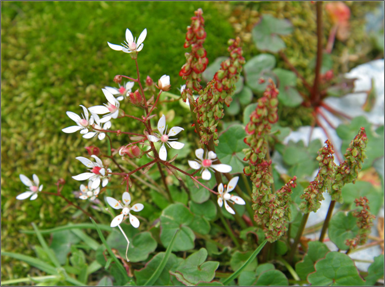 Micranthes engleri (=Saxifraga stellaris) / Sassifraga stellata