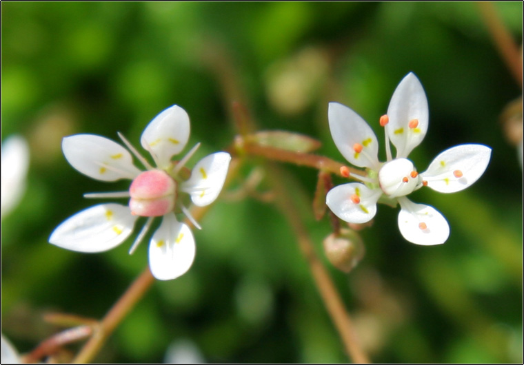 Micranthes engleri (=Saxifraga stellaris) / Sassifraga stellata