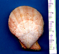 Clamys multistriata