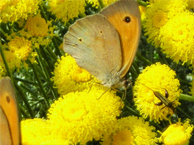 ciaoooo invasione di farfalle! Maniola jurtina