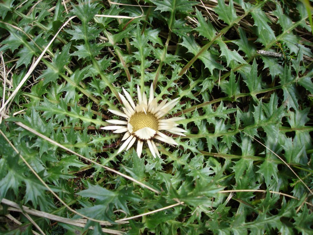 Carlina acaulis / Carlina bianca