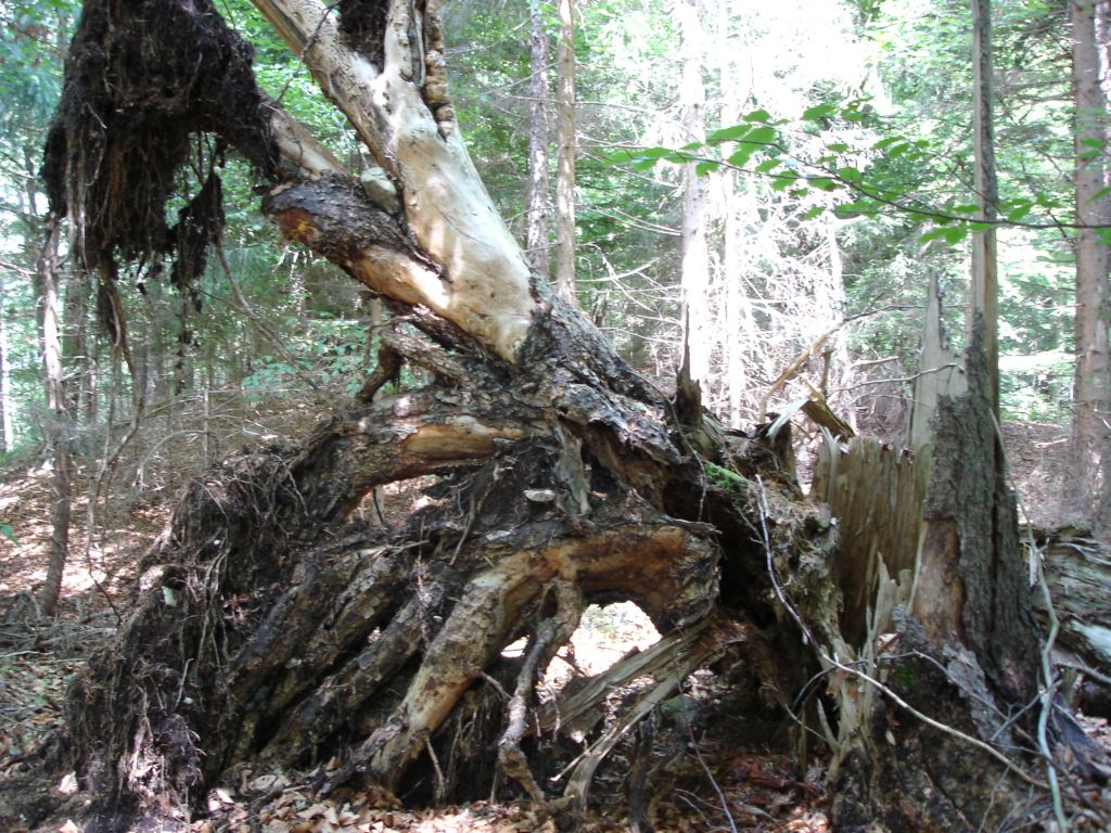 Bosco di Namos (BL) 25-06-2006