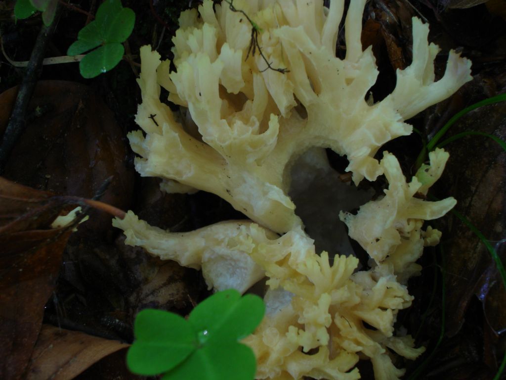 Bosco di Namos (BL) 25-06-2006