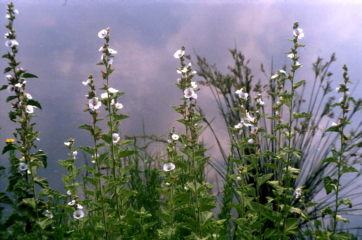 Althaea officinalis / Bismalva