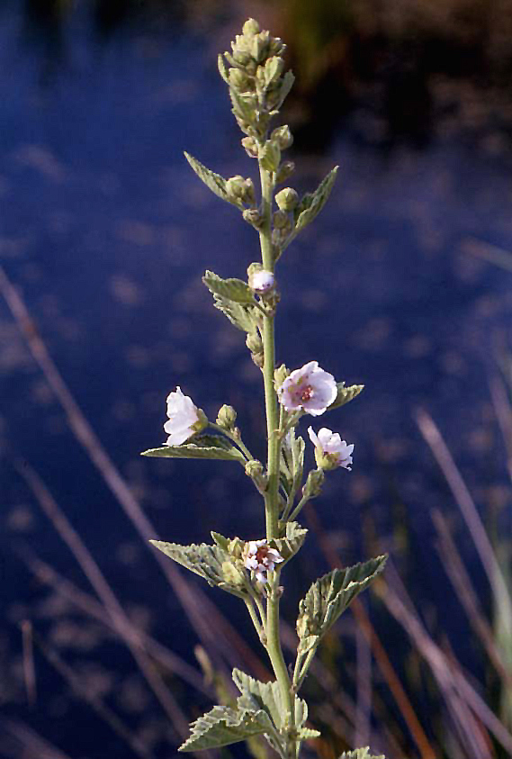 Althaea officinalis / Bismalva
