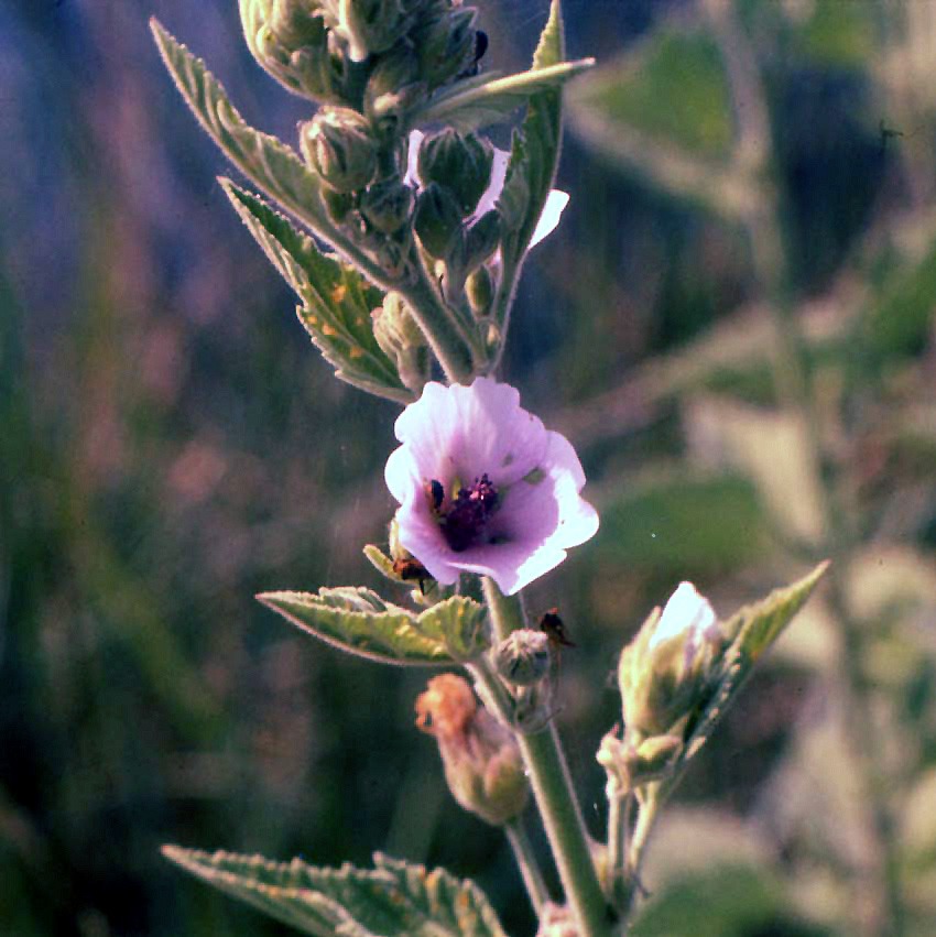 Althaea officinalis / Bismalva
