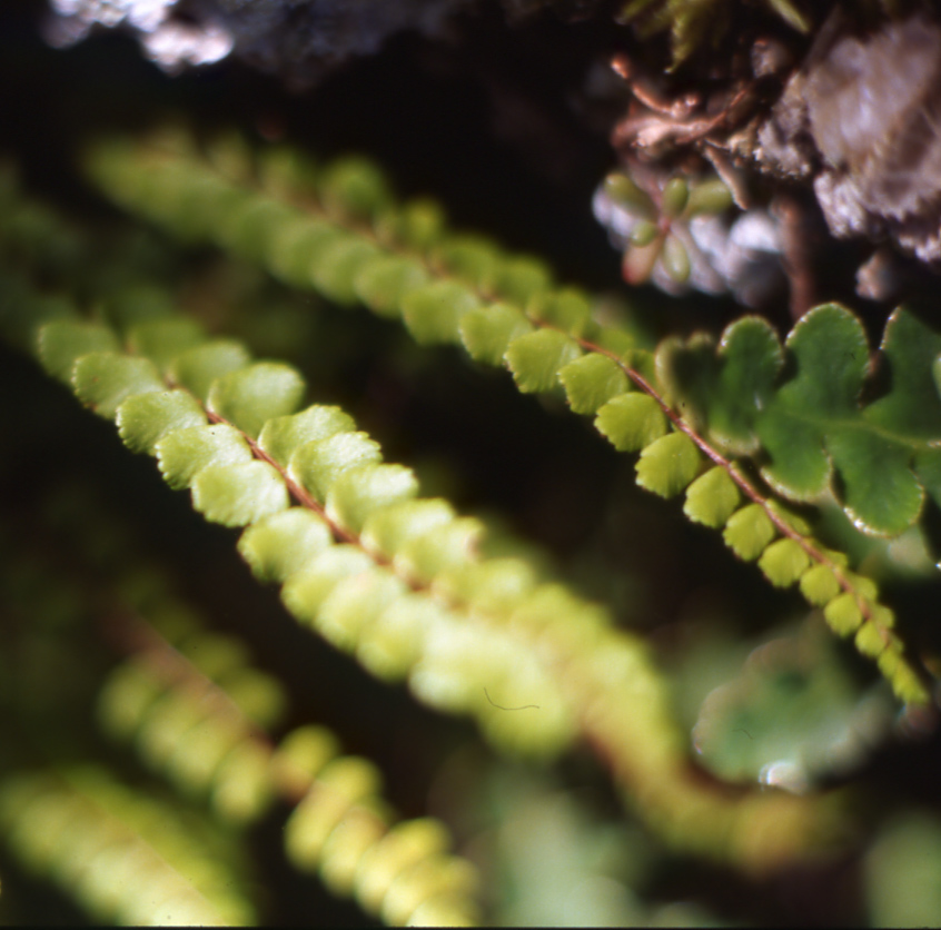 Asplenium trichomanes / Asplenio tricomane