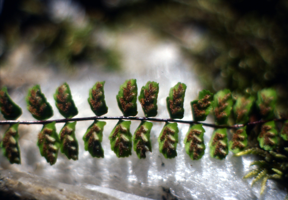Asplenium trichomanes / Asplenio tricomane