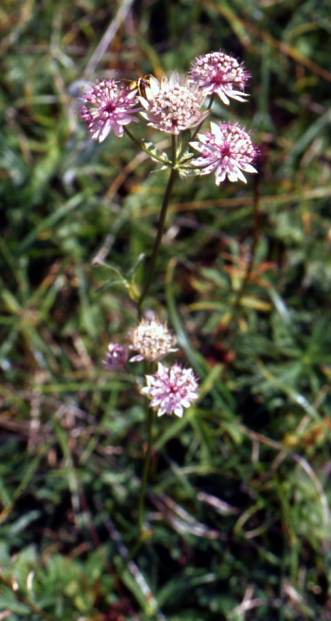 Astrantia major / Astranzia maggiore