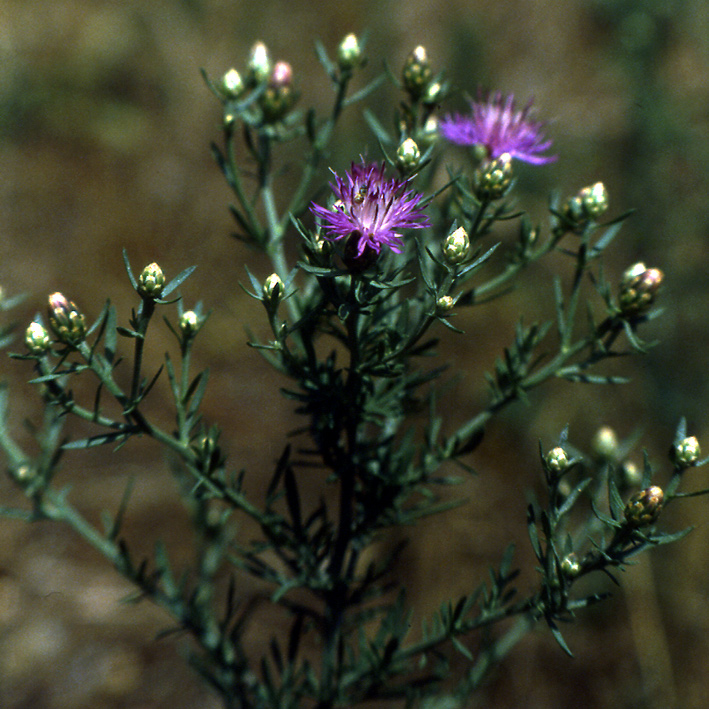 Centaurea tommasinii / Fiordaliso di Tommasini