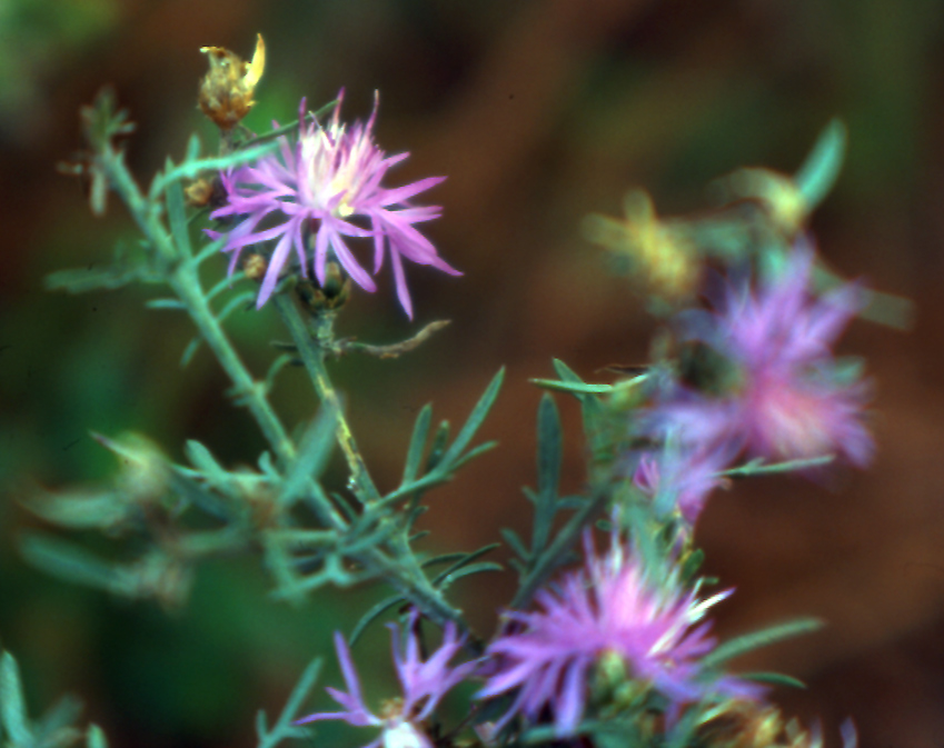 Centaurea tommasinii / Fiordaliso di Tommasini